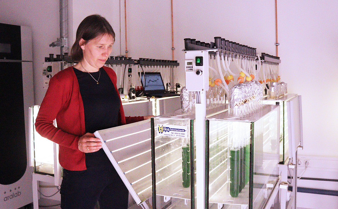 Prof. Gutekunst at a cabinet with cultures of cyanobacteria. 