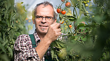 Tomatoe plant