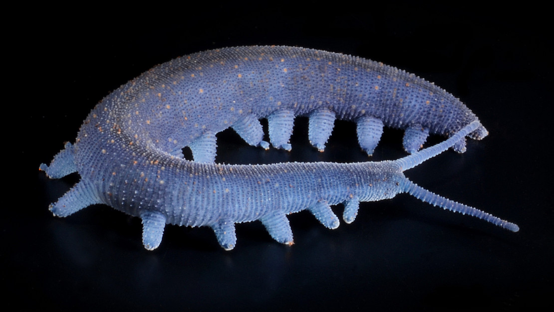 Fotografie des Stummelfüßer Euperipatoides rowelli.