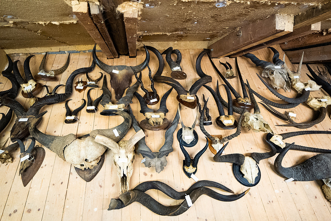  (opens enlarged image)Antlers.