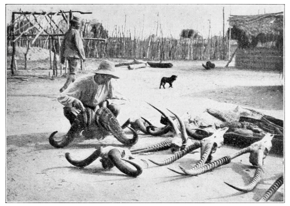  (öffnet Vergrößerung des Bildes)Historisches Foto mit Jagdtrophäen in Afrika. 