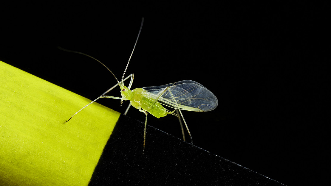 Close-up of an aphid - landed on her favorite color, a bright yellow.