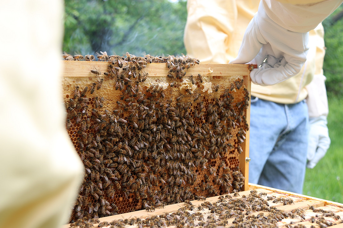 Fach eines Bienenstandes 