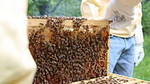 Fach eines Bienenstandes 